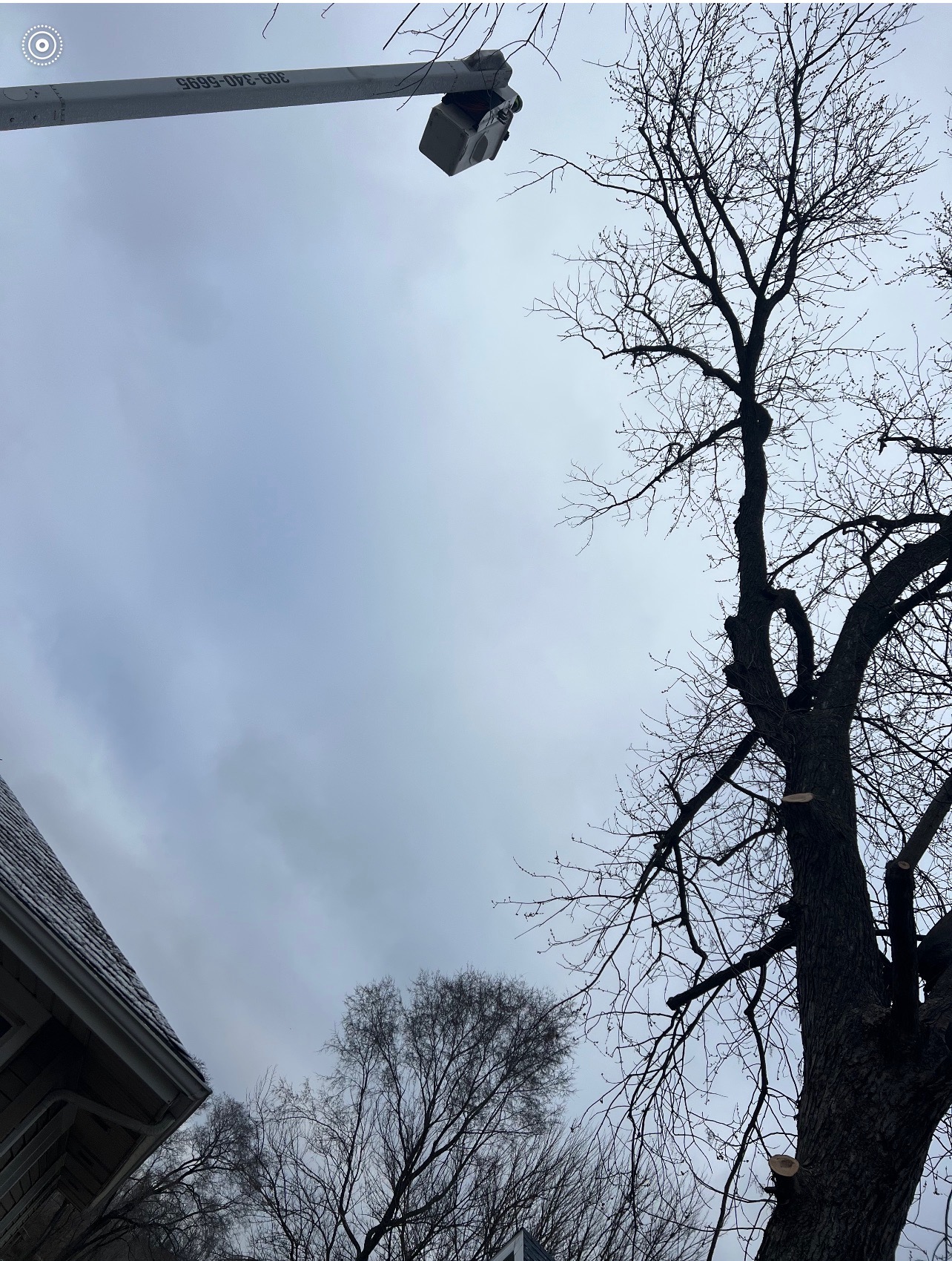 Bare winter trees against gray sky with street light and roofline